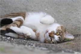 <p>Mia</p>